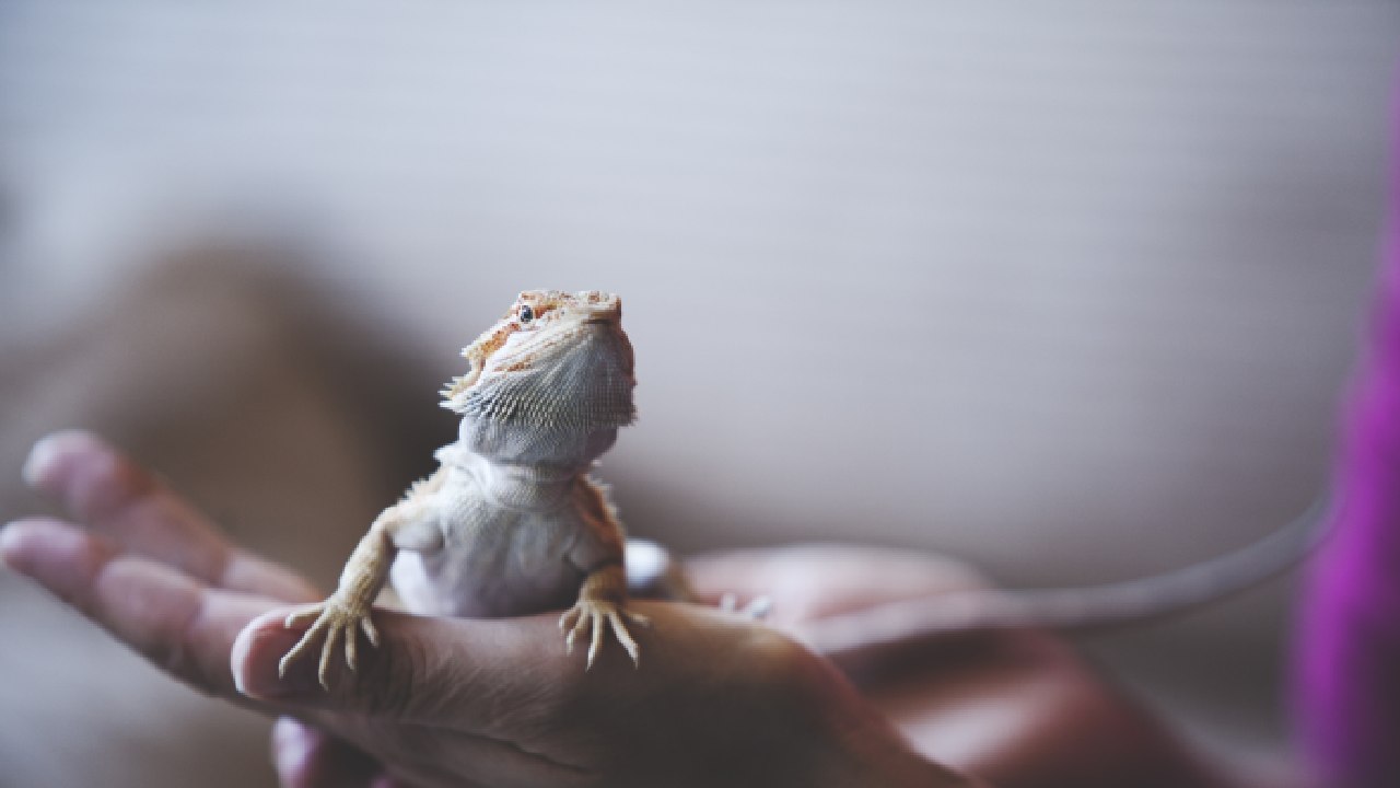The rising popularity of keeping reptiles as pets