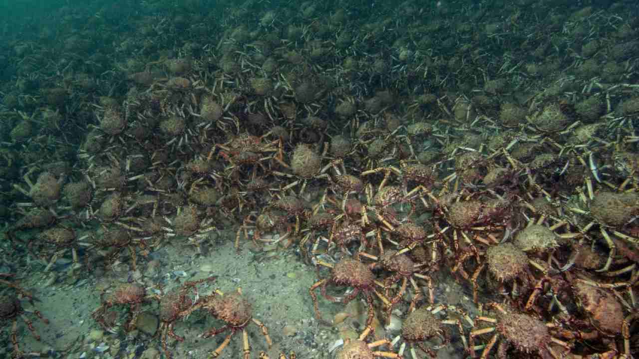 Thousands of giant crabs amass off Australia’s coast