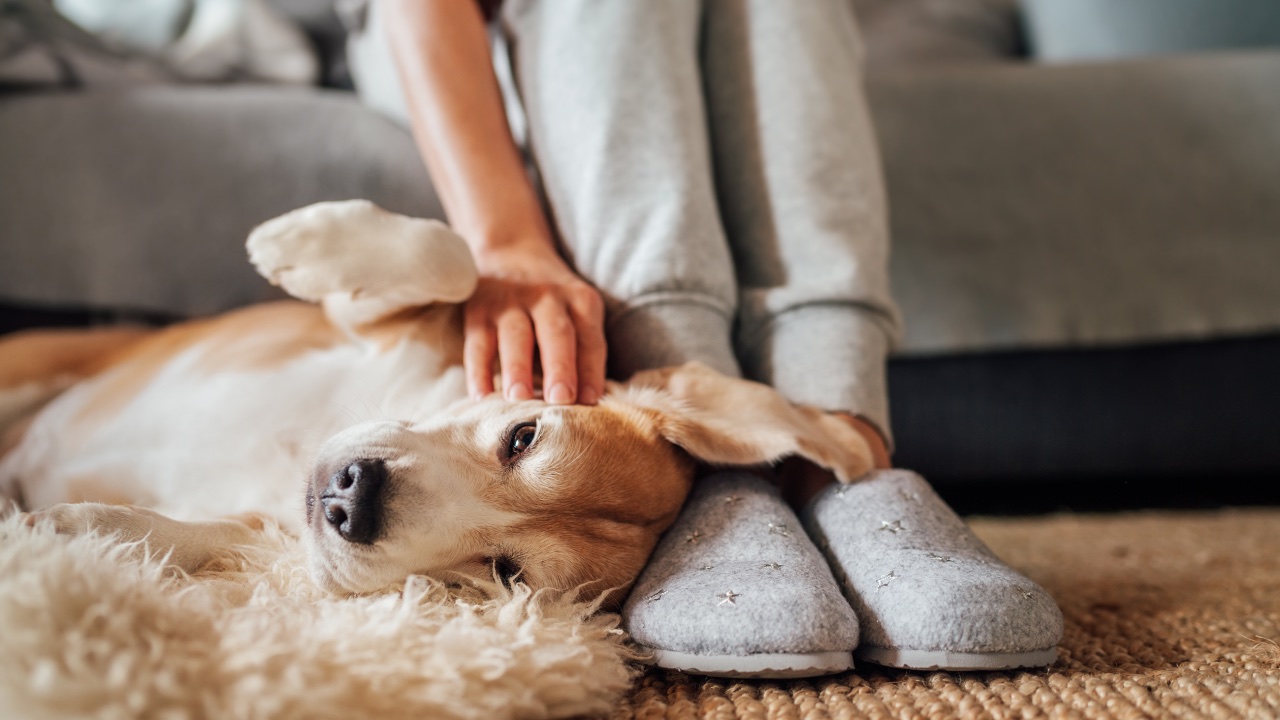 The 10 easiest ways to get rid of pet odours