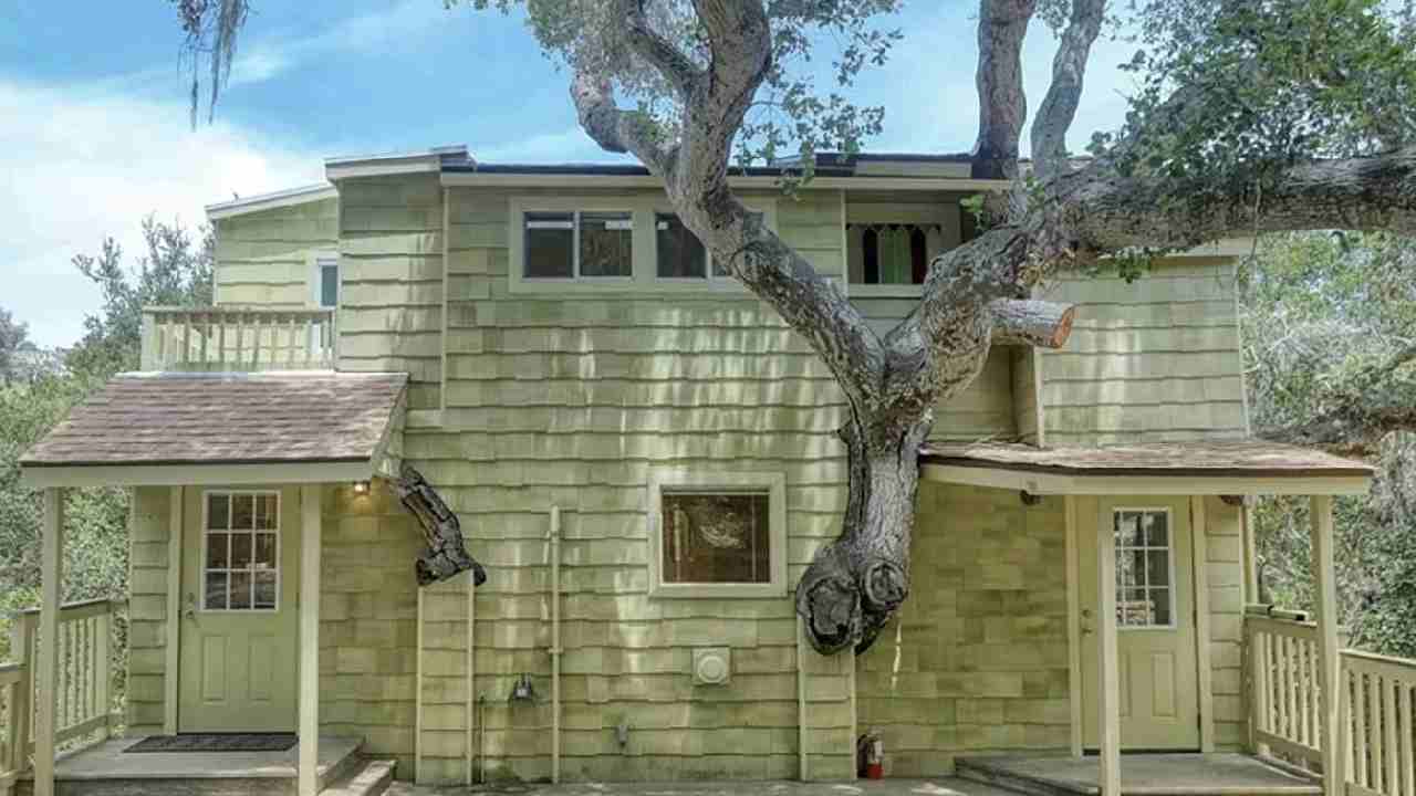 Your chance to finally live in a tree house!