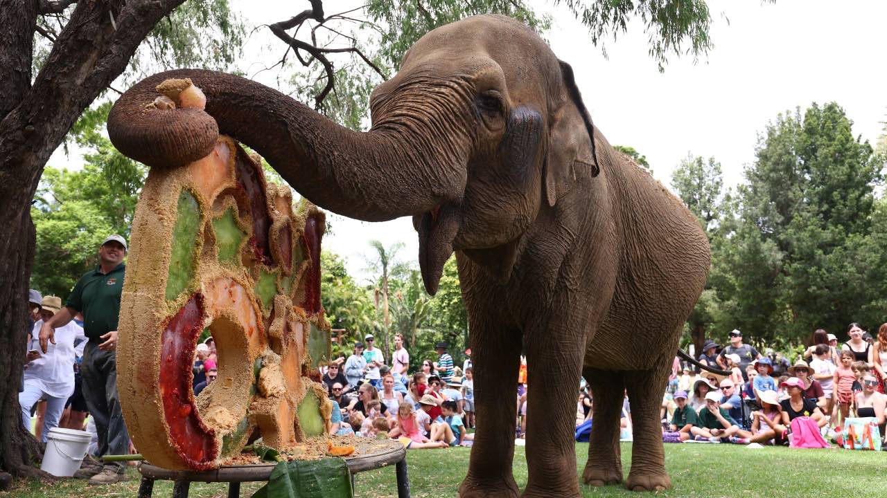 Perth Zoo's elephant matriarch dies