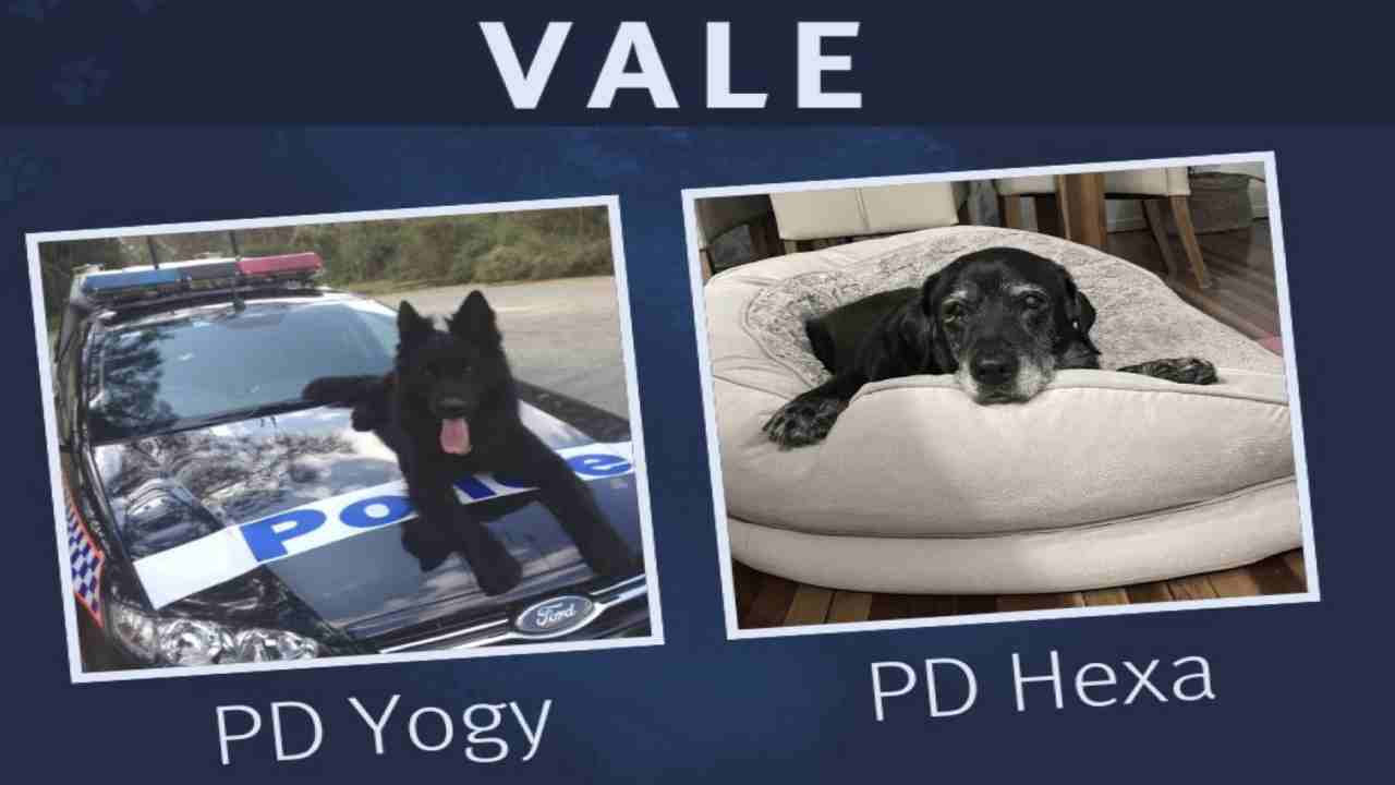 QLD Police announce passing of beloved police dogs