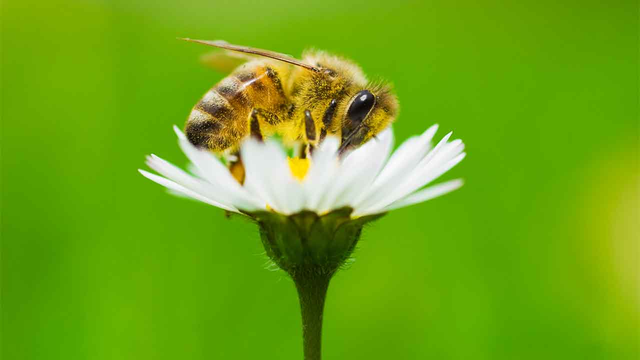 Pesticide exposure makes it harder for bees to walk in a straight line