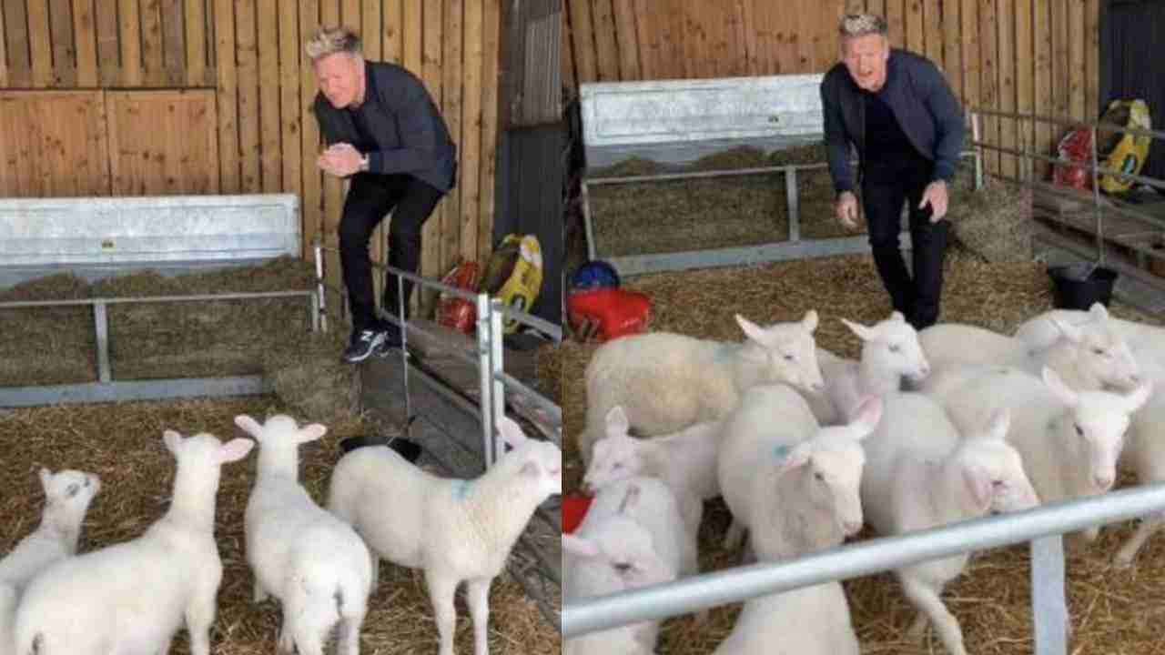 Gordon Ramsay slammed for "very sad" animal video