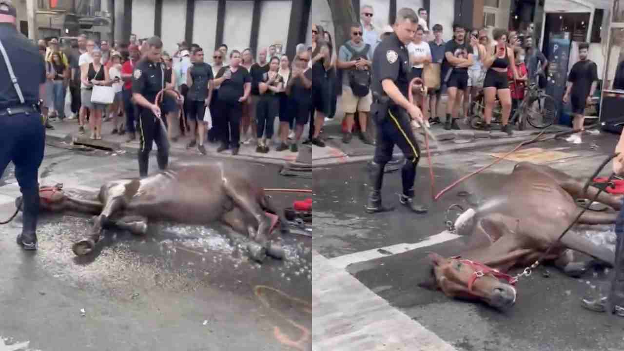 "Stop slapping him!": Carriage horse collapses in busy street