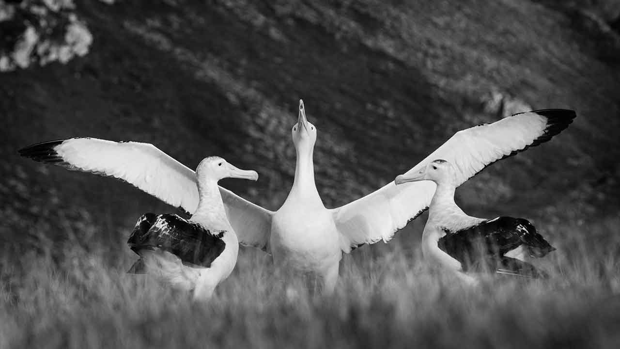 ‘Shy’ albatrosses more likely to get divorced