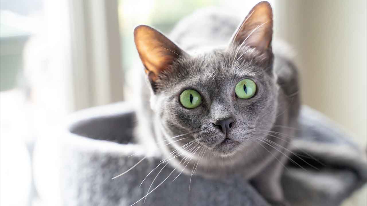 10 things you don’t know about cats