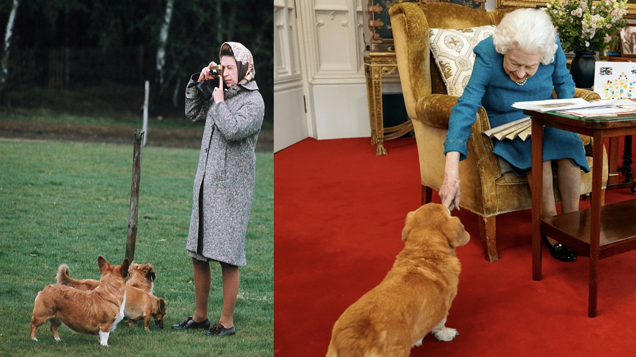 What is happening to the Queen's corgis?