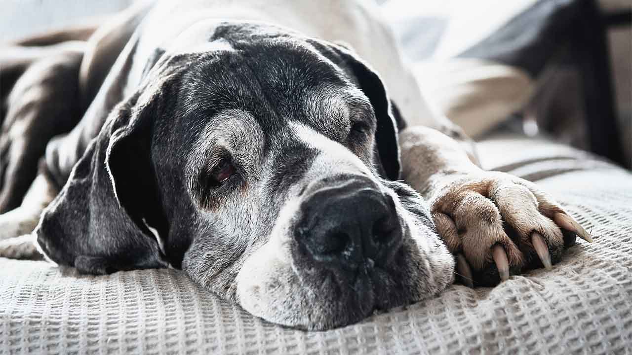 Your dog can get dementia - here’s how to prevent it
