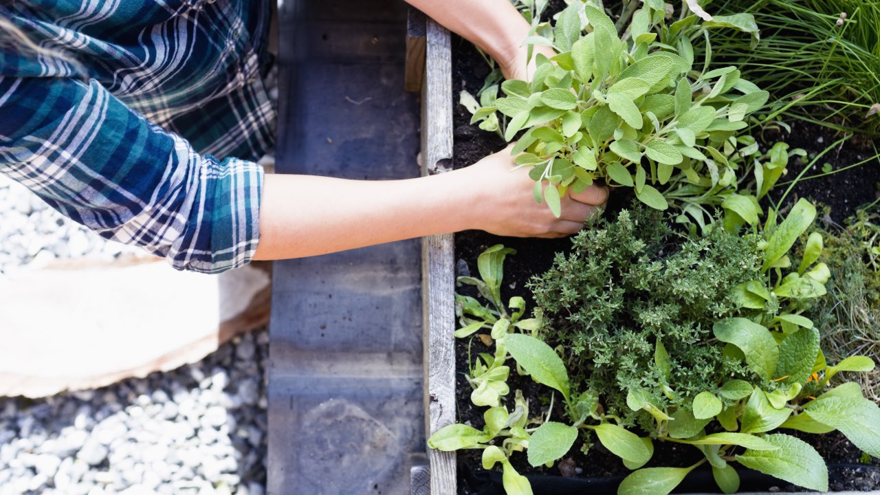 14 medicinal herbs you can grow in your backyard