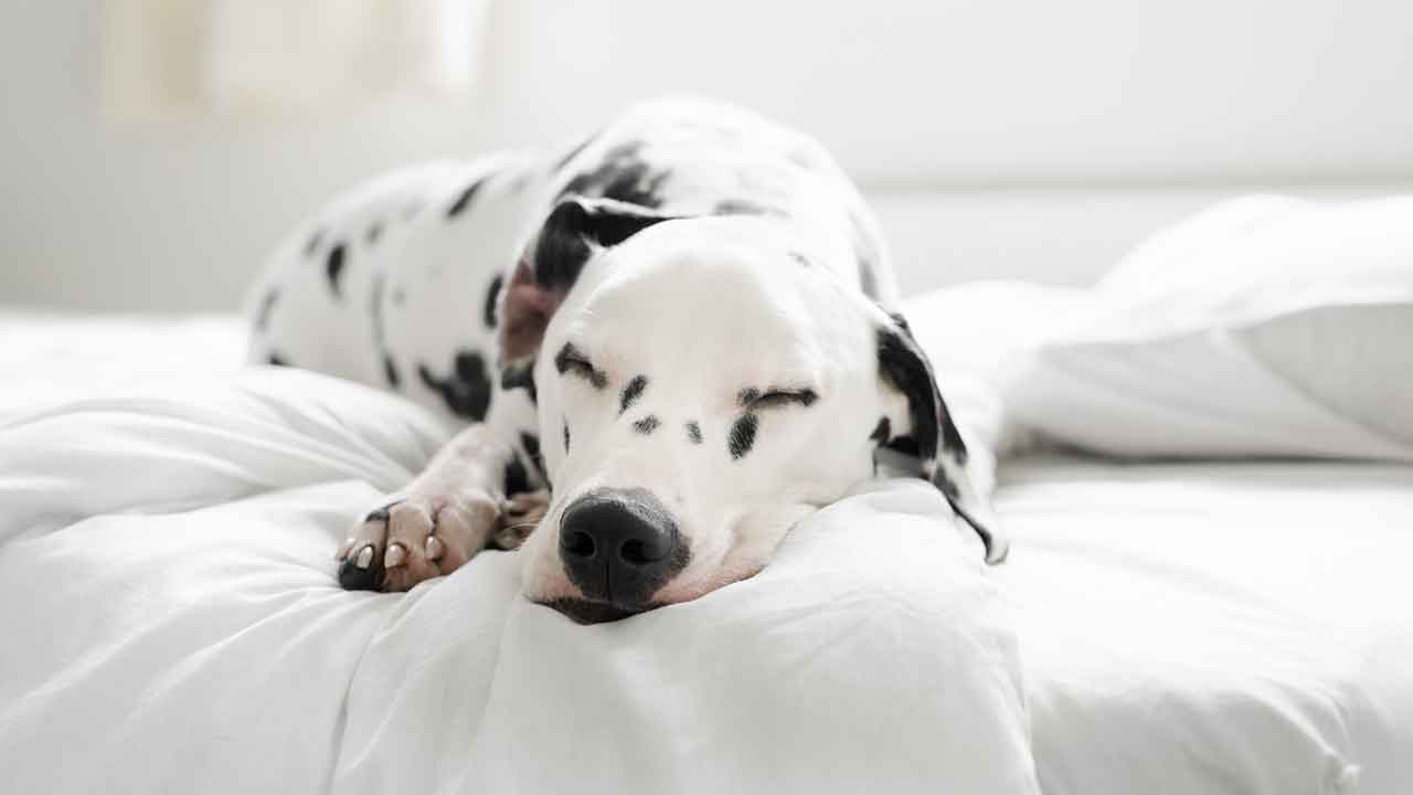 Should you let pets sleep in your bed?