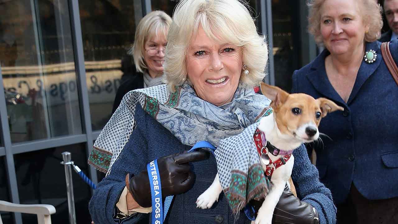 So long, corgis! Meet the new dogs moving into Buckingham Palace