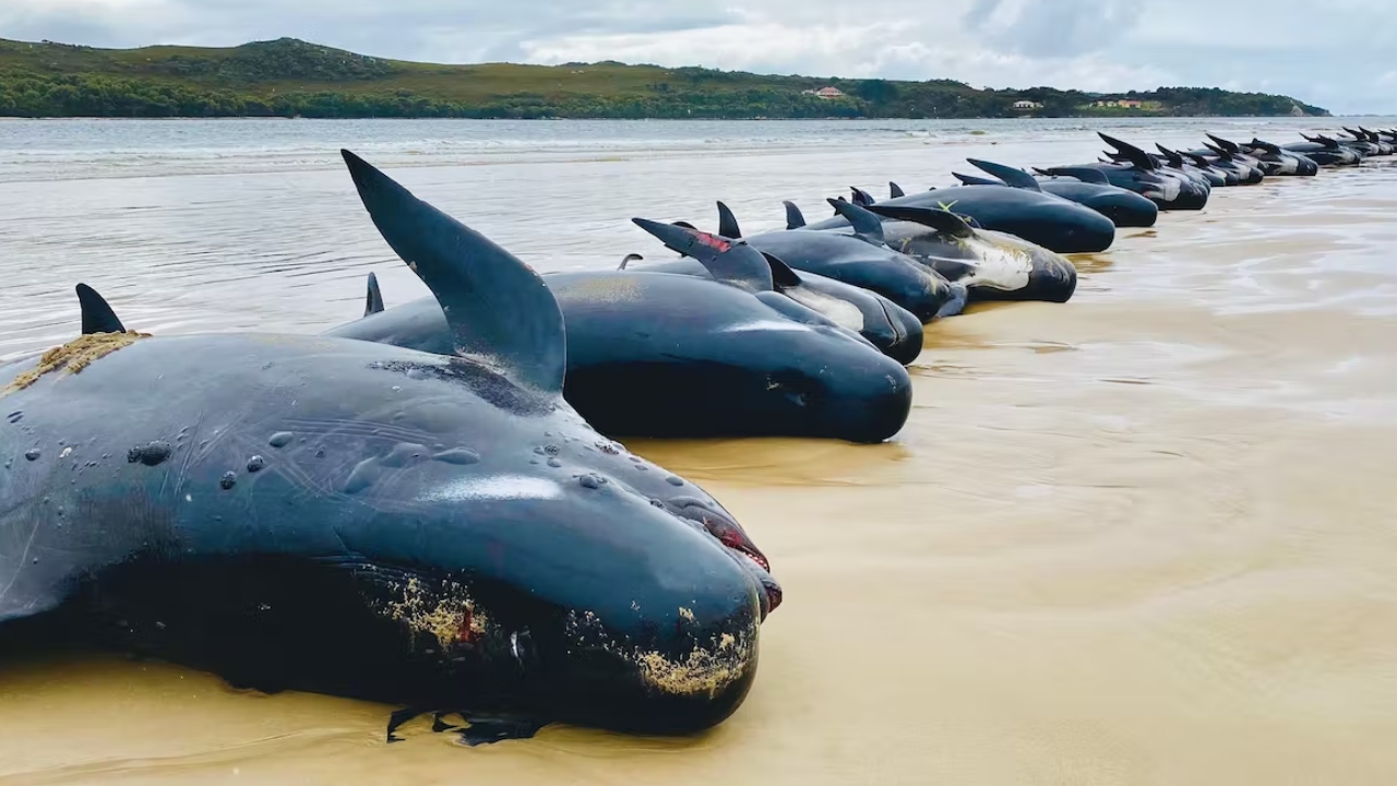 About 200 dead whales have been towed out to sea off Tasmania – and what happens next is a true marvel of nature