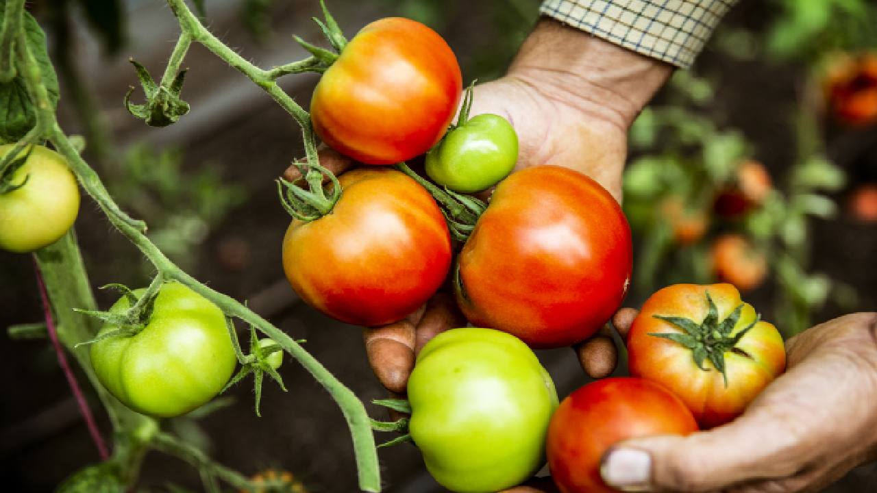 Top tips for growing tomatoes