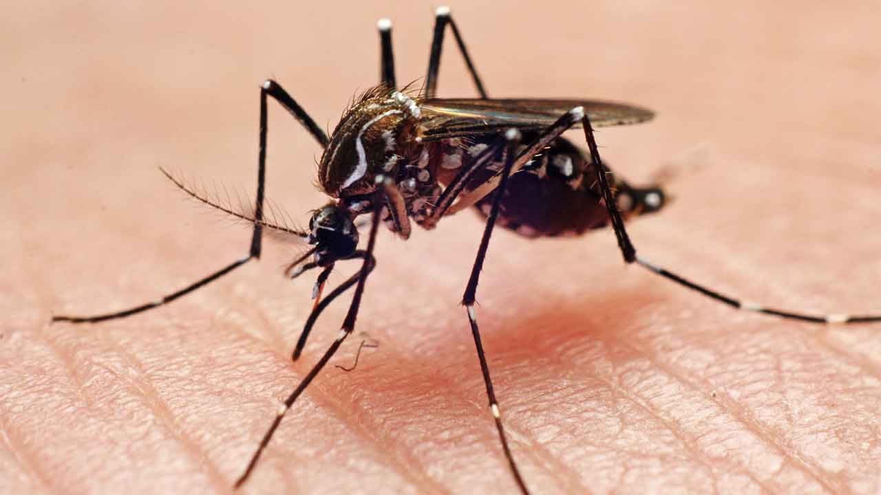 Why mozzies bite some more than others