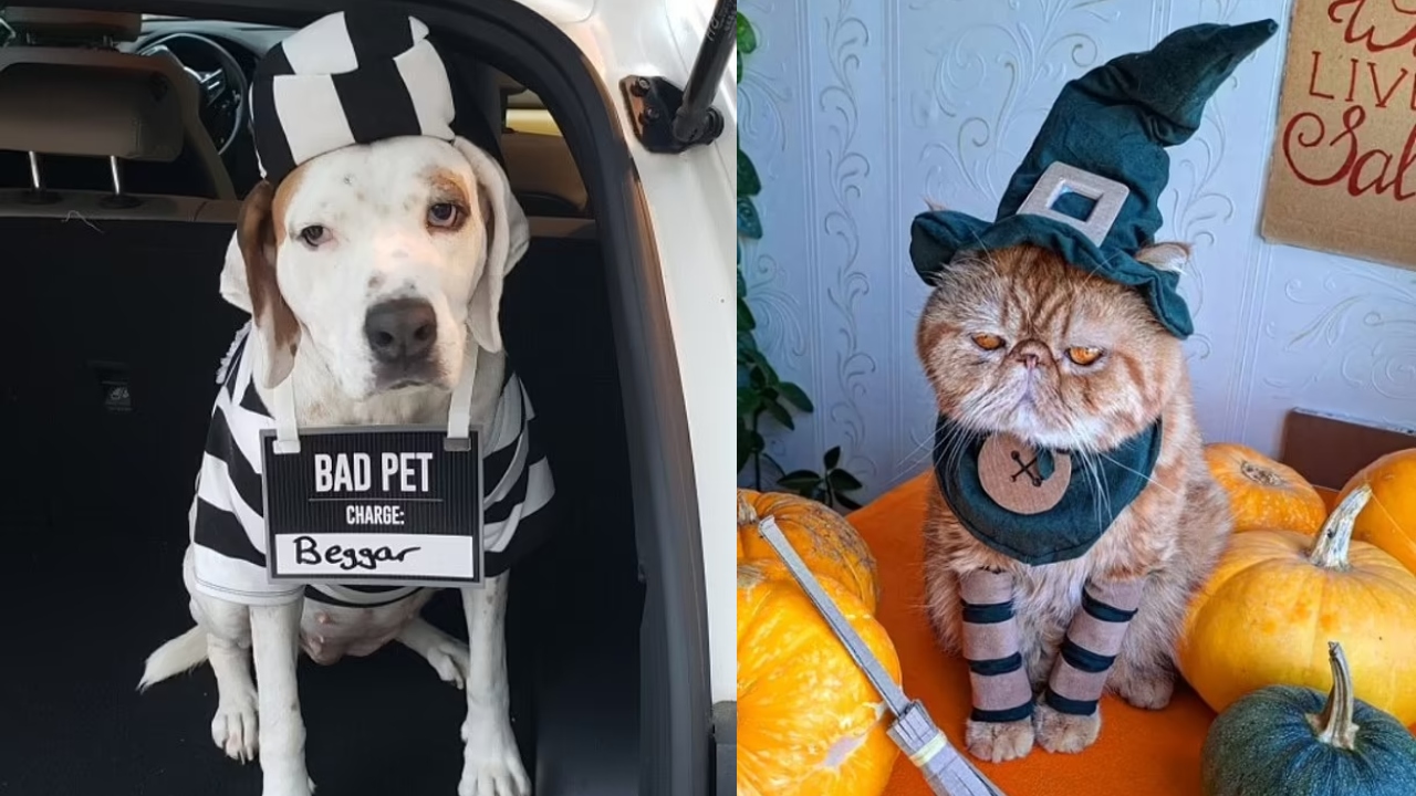 Halloween lovers show off their best dressed pets