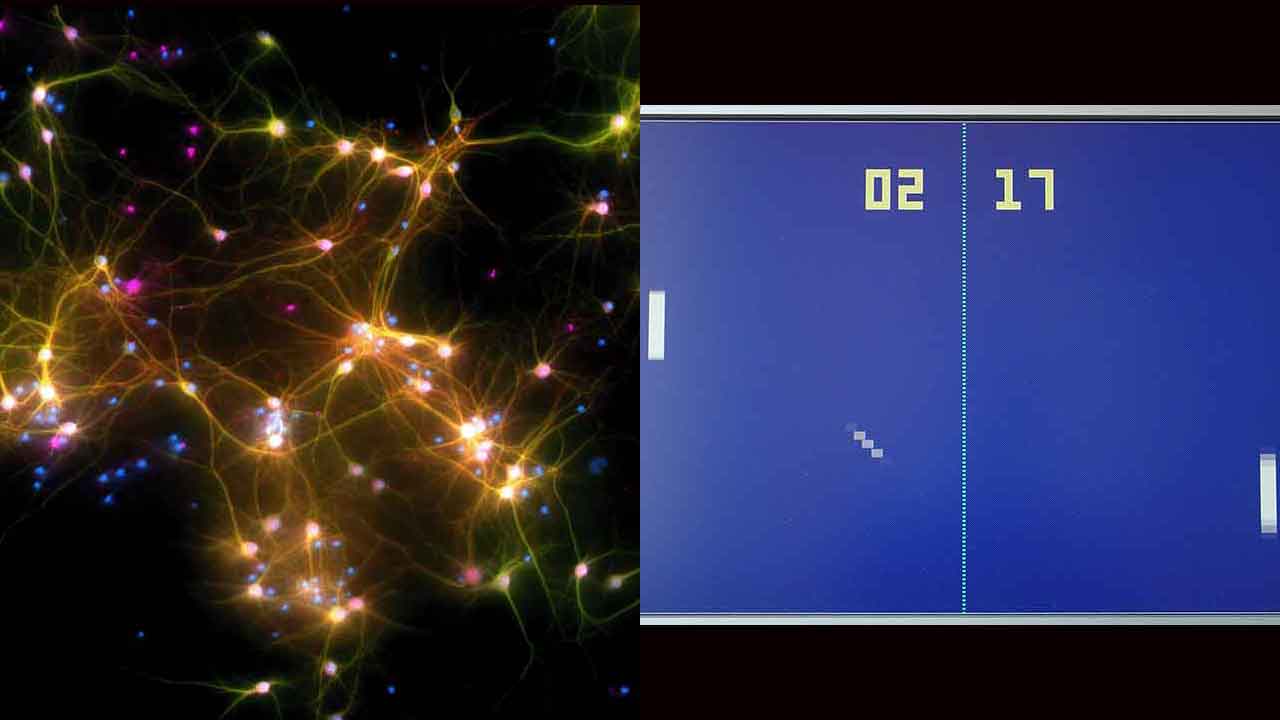 Brain cells in a dish learnt to play Pong