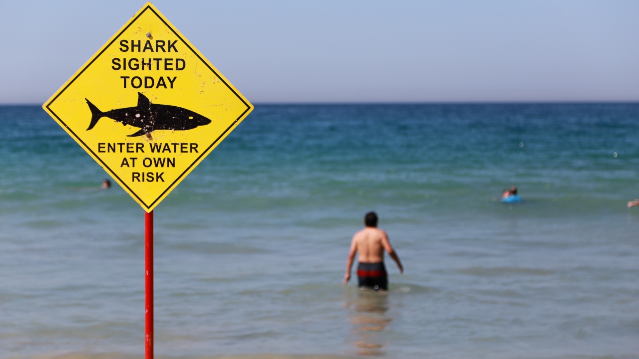 Surfers not worried about shark attacks