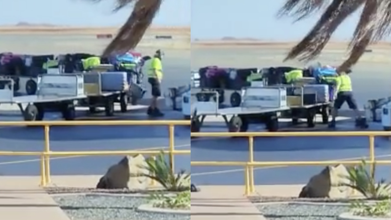 "Name and shame": Qantas baggage handler stood down over damning footage