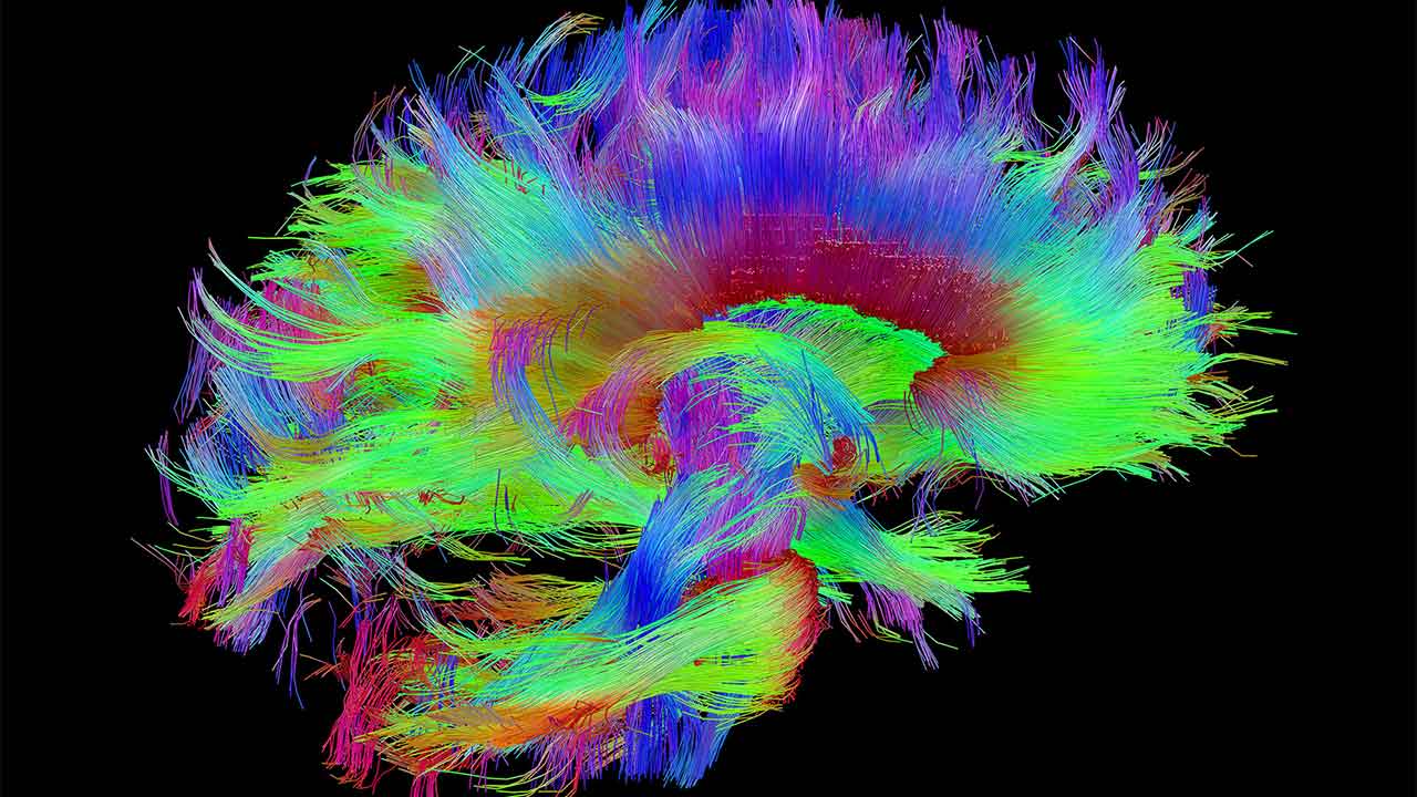 This is our most detailed map of the brain’s memory centre