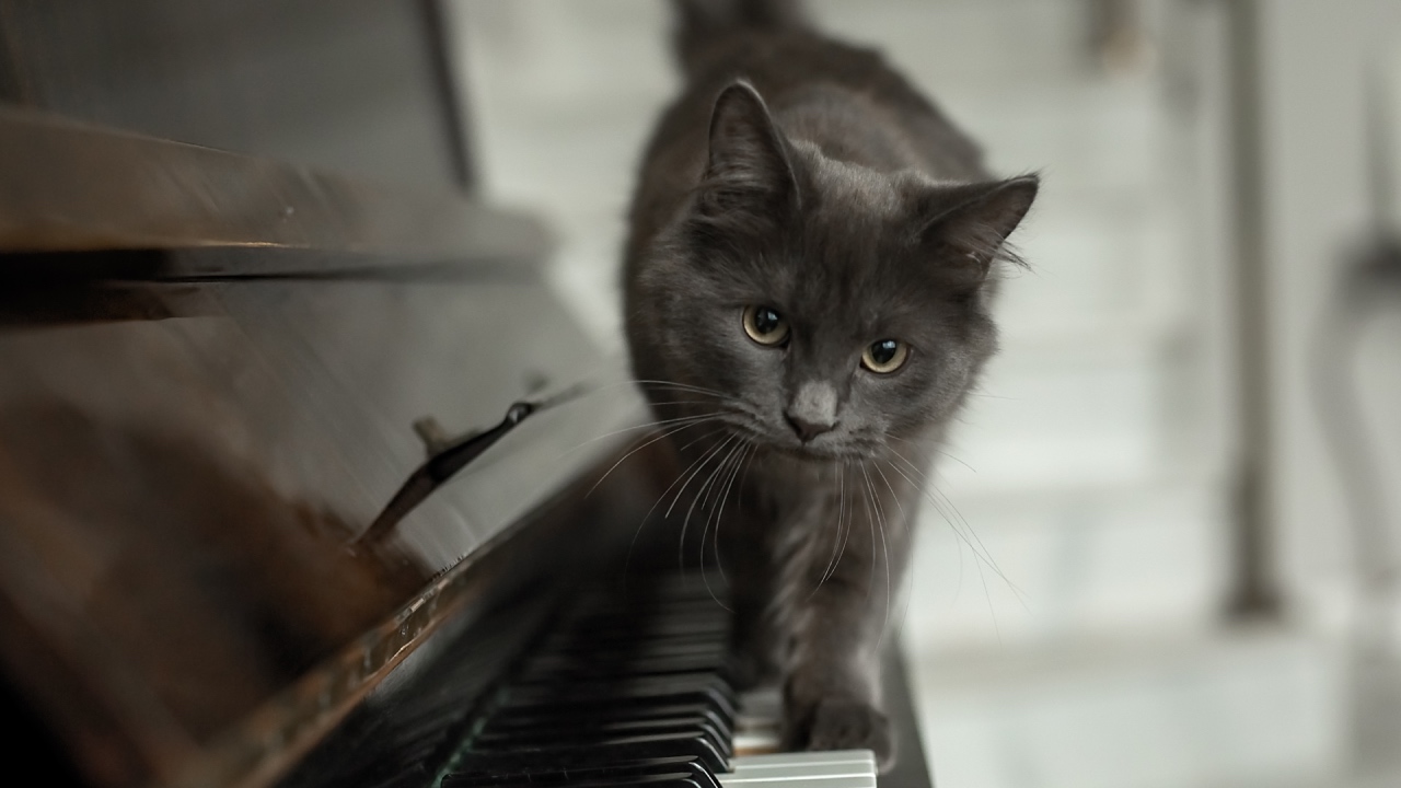 It’s official – cats despise your music collection