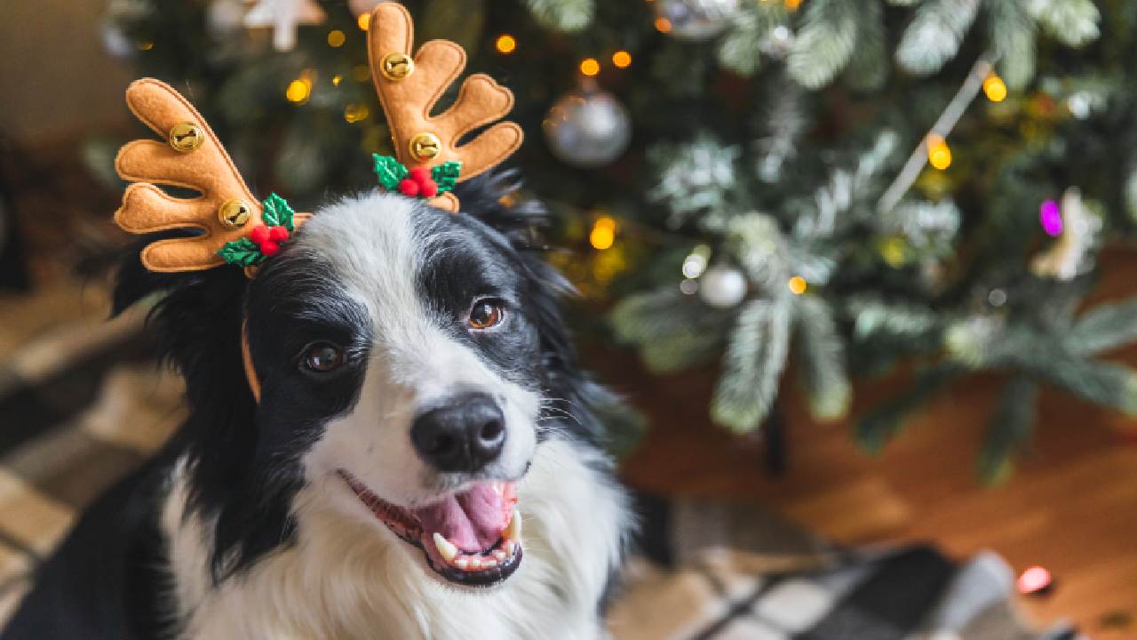 Happy Howlidays! Most popular pet names of 2022 revealed