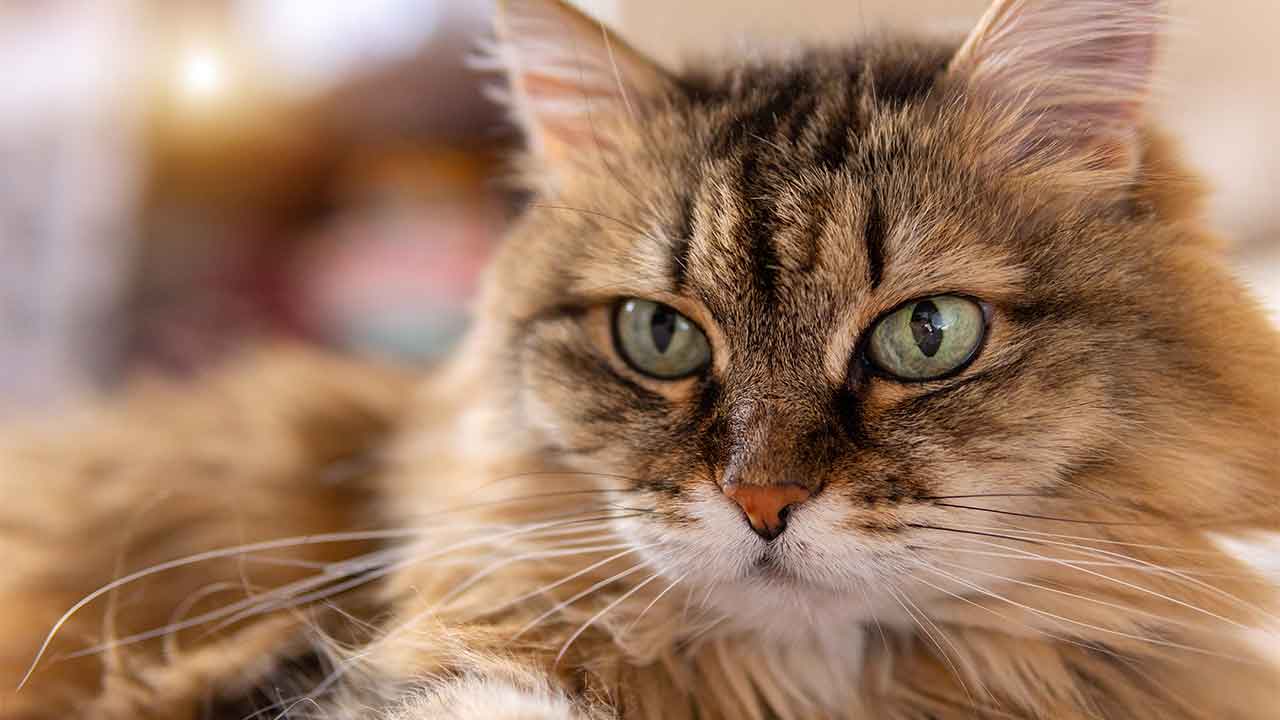 Do hypoallergenic cats even exist? 3 myths dispelled about cat allergies