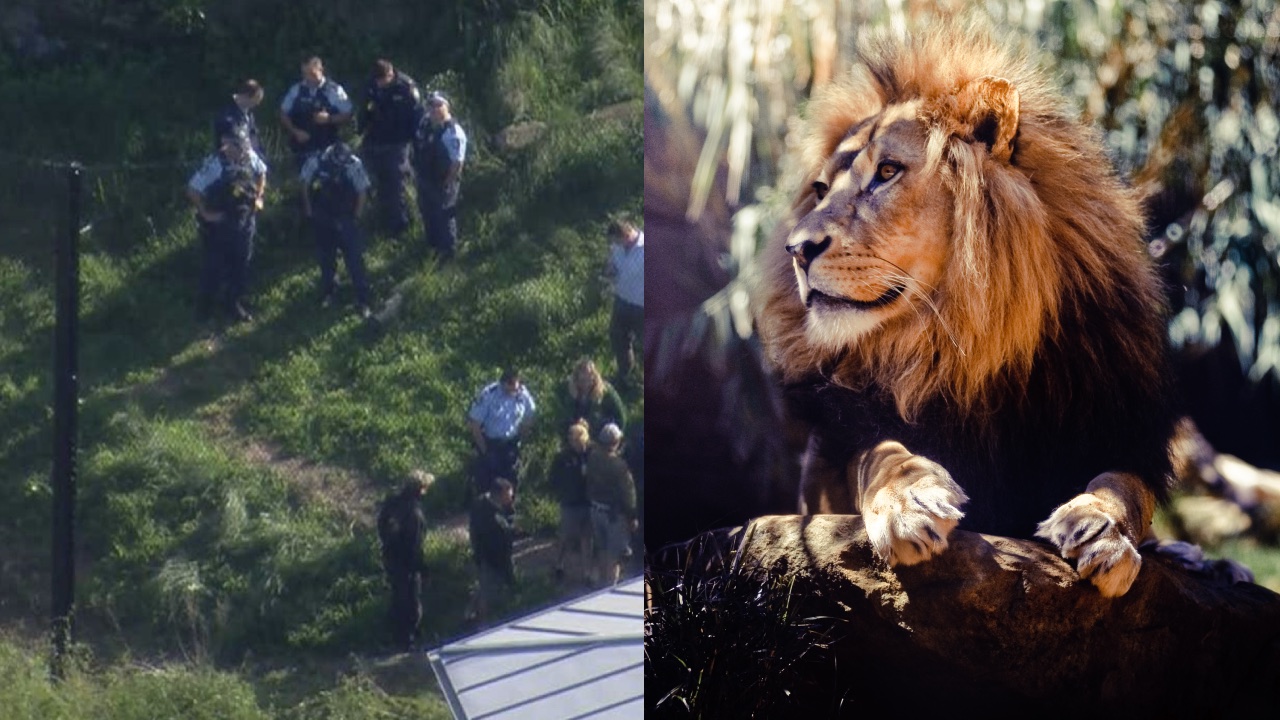 Five lions escape from Taronga Zoo enclosure