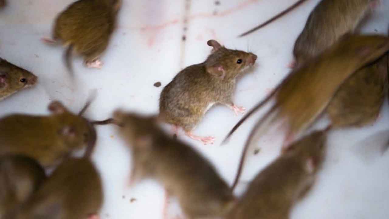 This new tech could spell end for mouse plagues