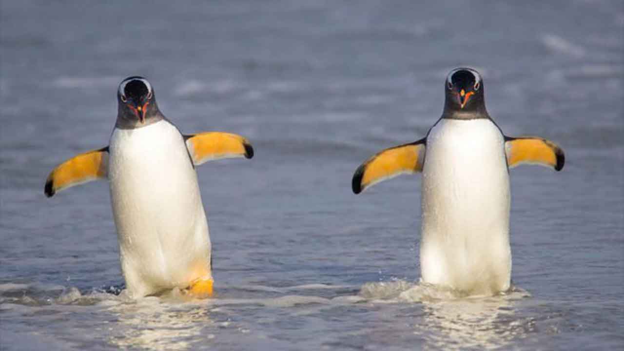 15 facts (and pictures!) that prove penguins are the world’s most adorable animals