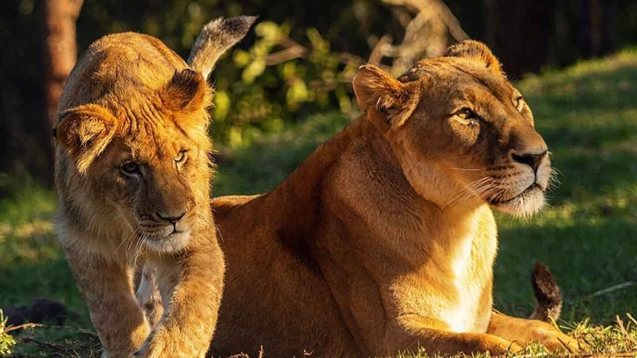 Sydney lions’ great escape finally explained