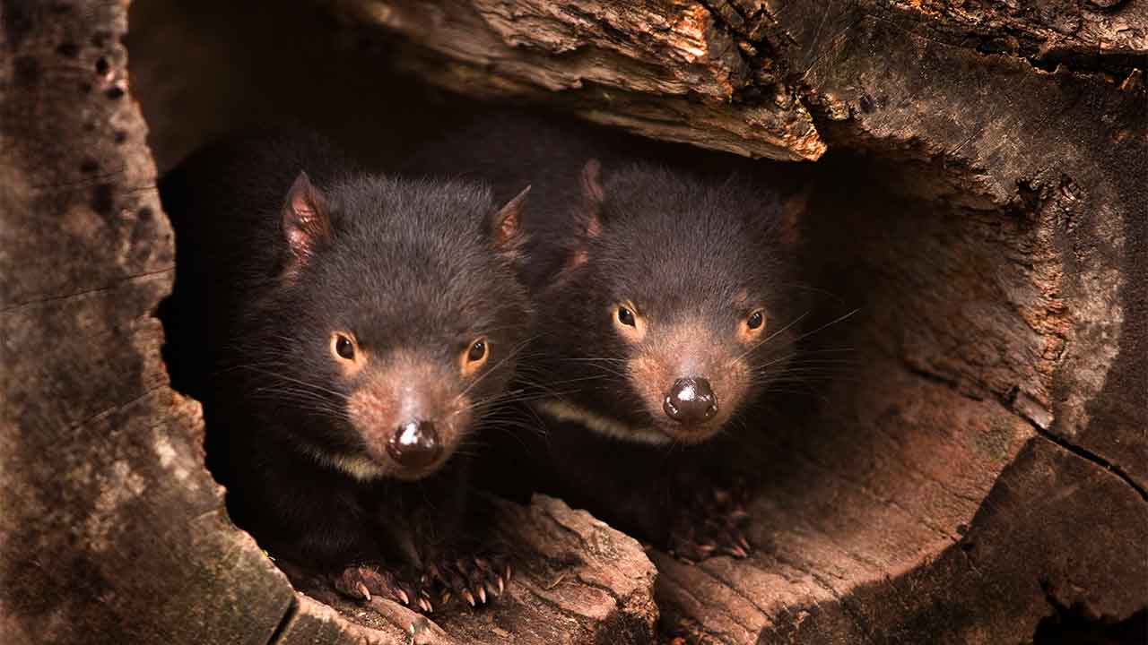 Thousands of Tasmanian devils are dying from cancer – but a new vaccine approach could help us save them