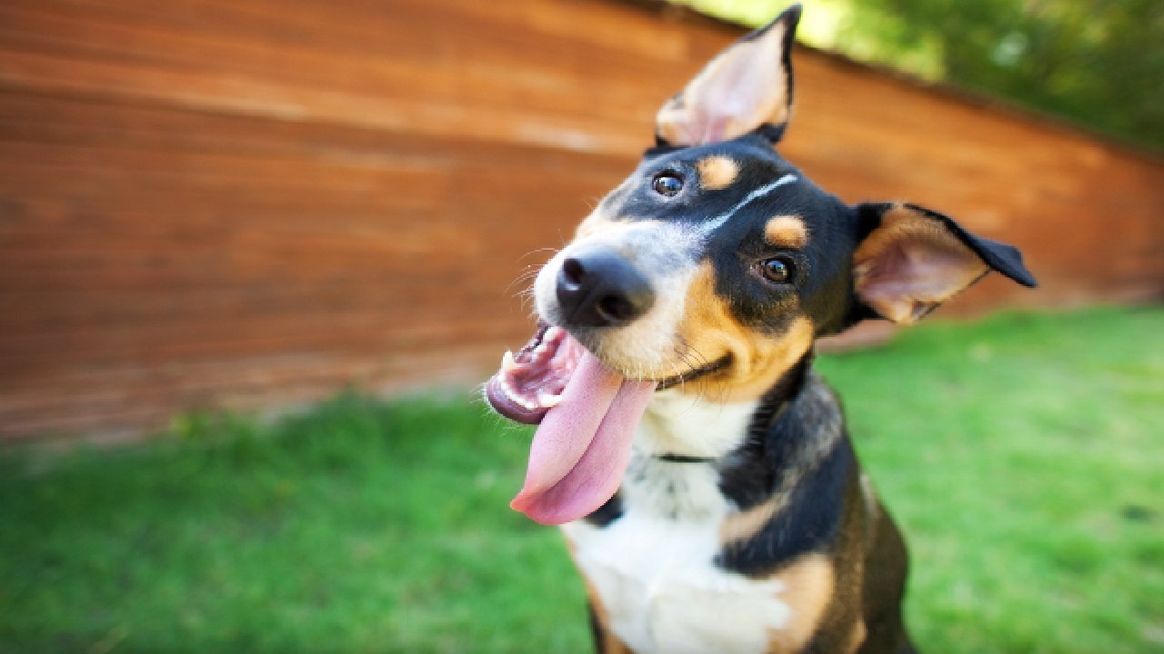 Studies show dogs know exactly what you’re saying