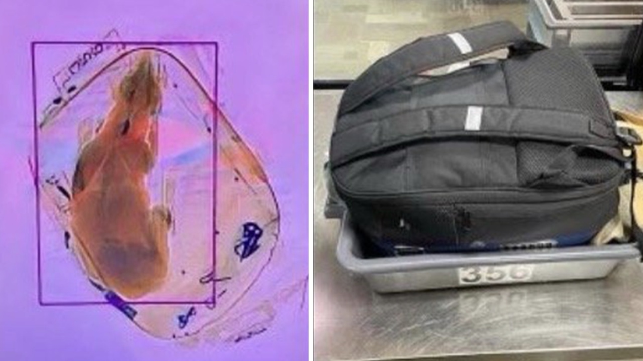 Dog found hidden in carry-on bag at airport security
