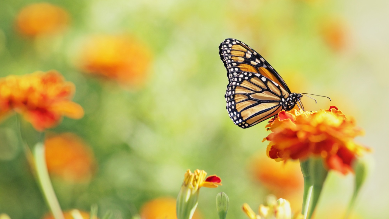 How to attract butterflies to the garden