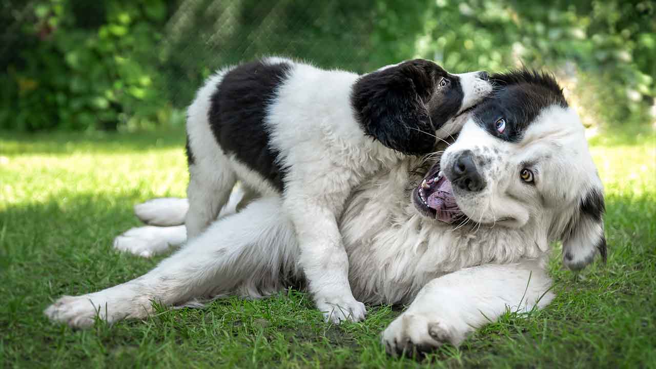 We can pretty accurately tell when a human or dog is happy, but not so much with aggression