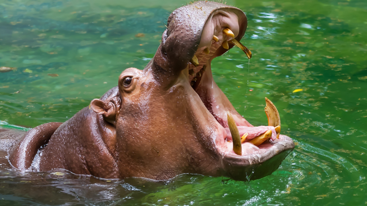 Two-year-old rescued from jaws of hippo