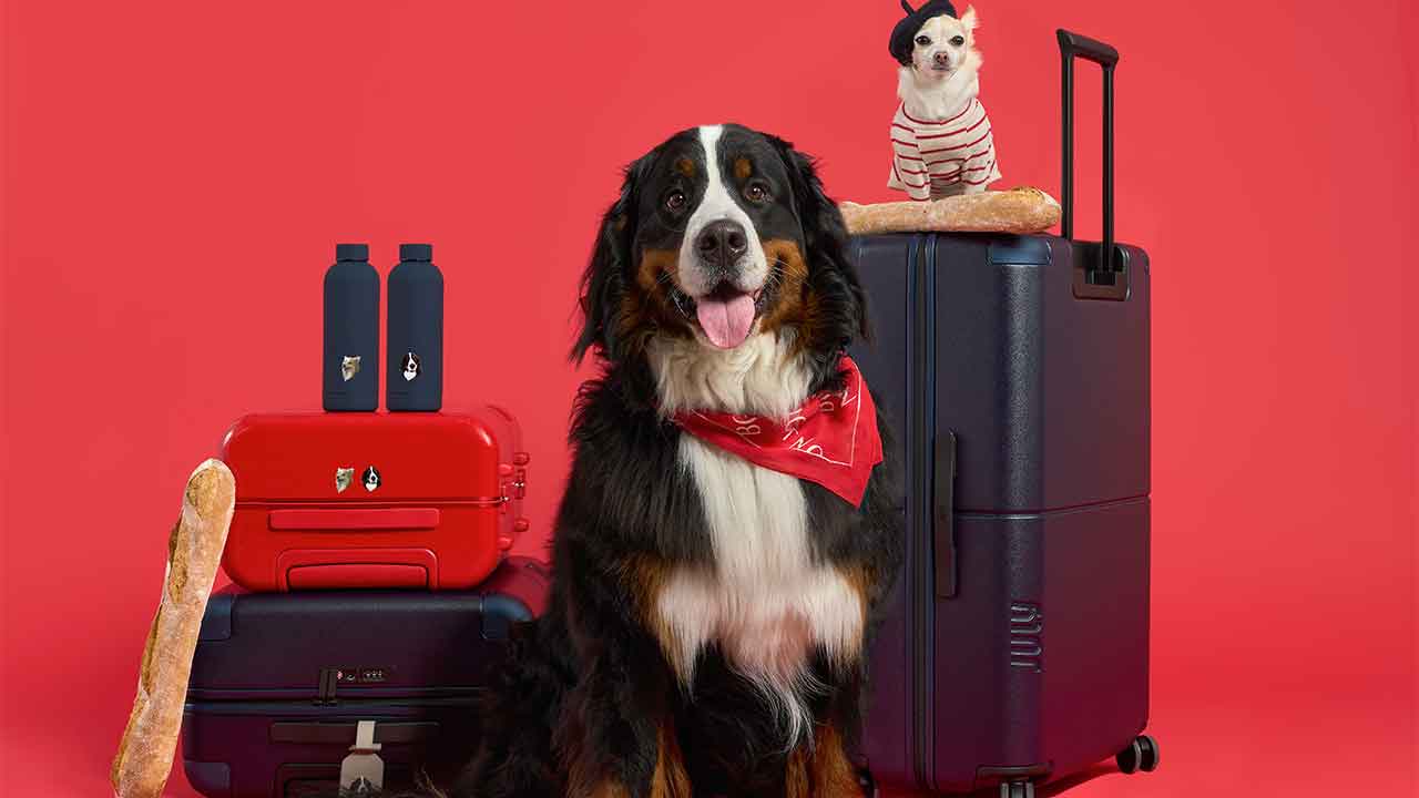 Take your pet wherever you go with pet-sonalised luggage