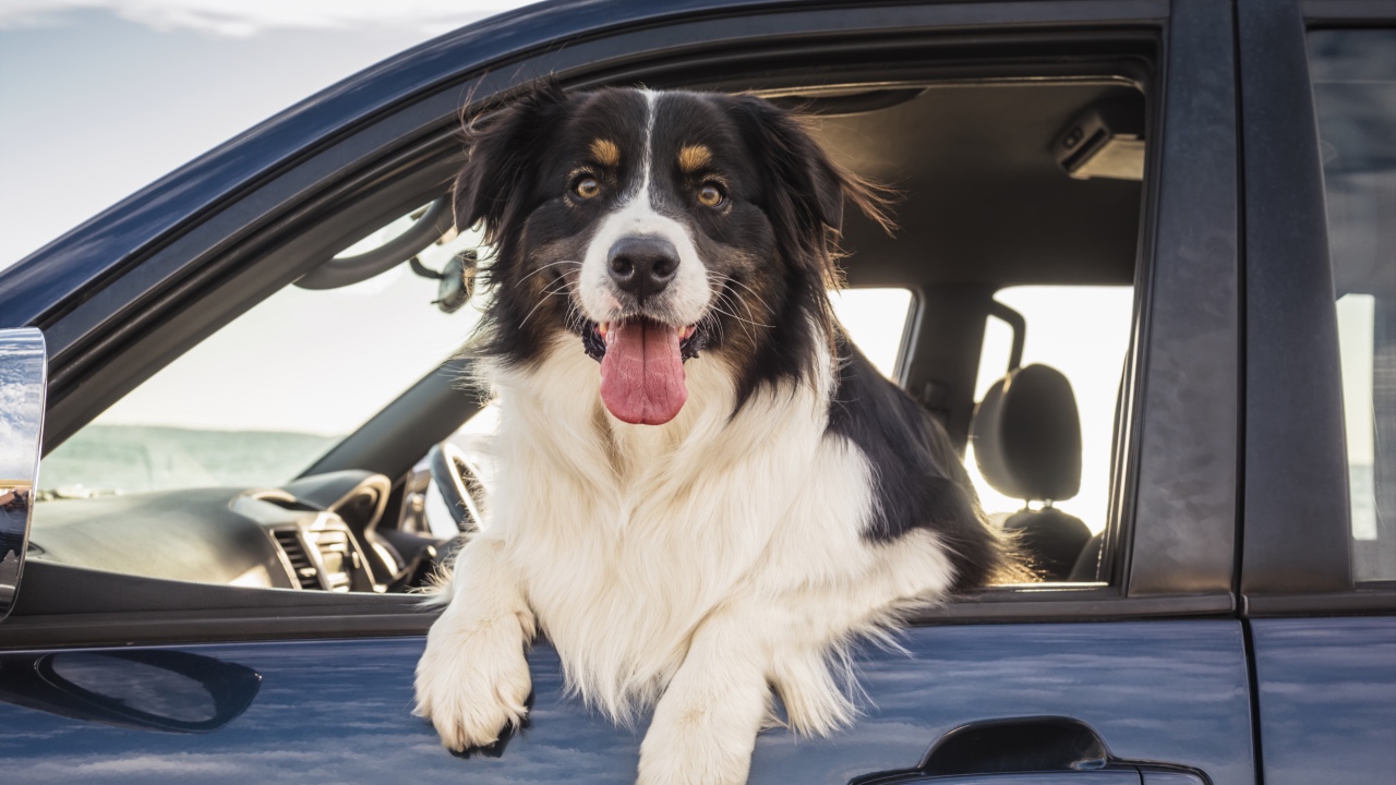 Car safety travel tips for pets