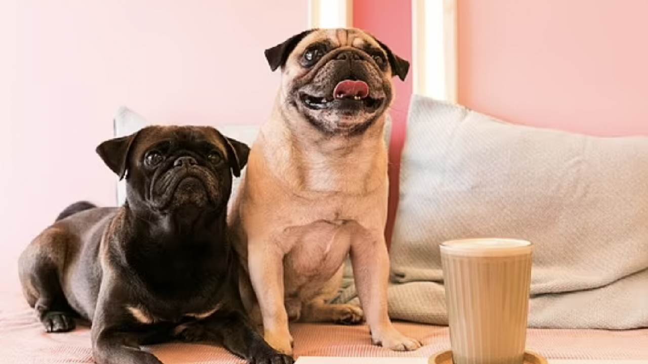 Pugs and kisses! New London cafe takes the pug world by storm