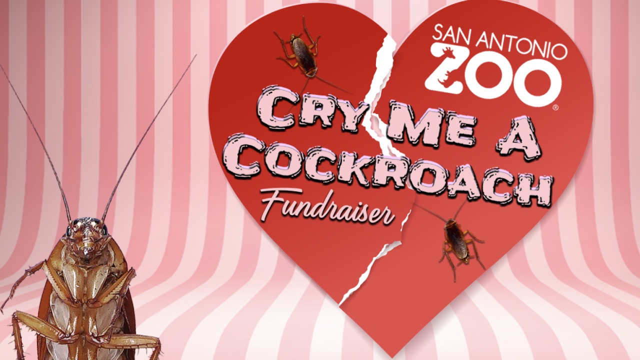 Name a cockroach after your ex and feed it to an animal this Valentine's Day