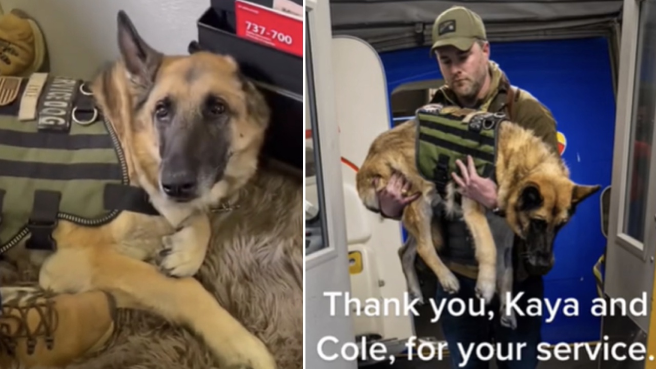 Loyal service dog's emotional final flight