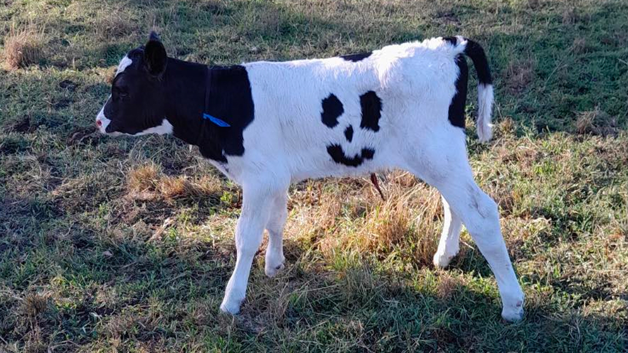 “You won’t believe it”: An a-moo-sing new addition for one Victorian farm