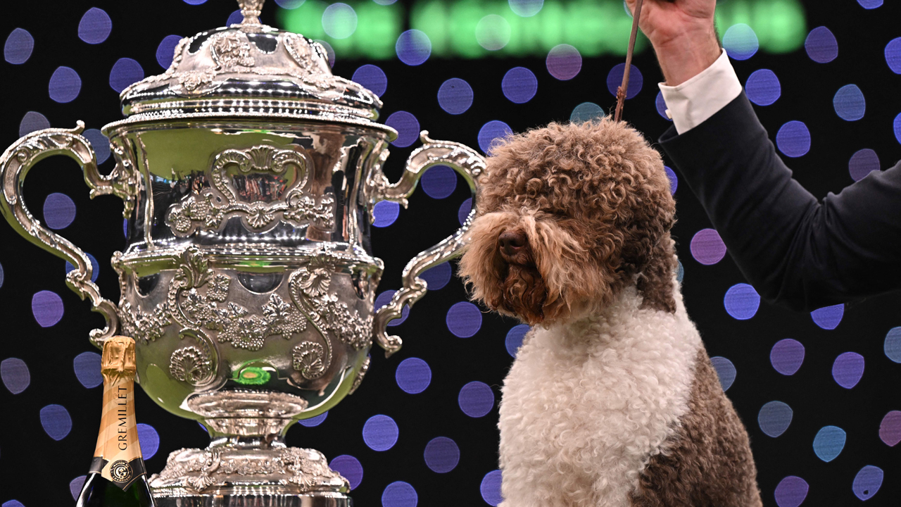 Competitors put their best paw forward on the final day of Crufts
