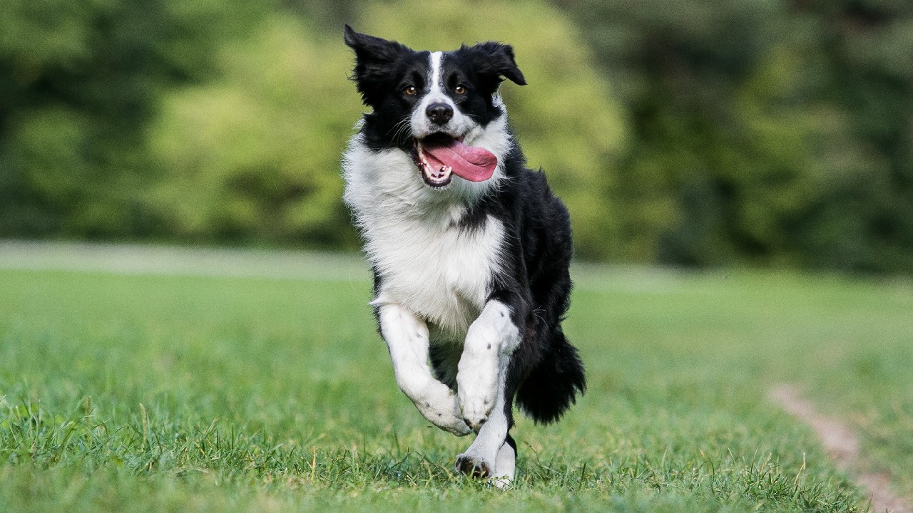 11 easiest dogs to train that make obedient pets