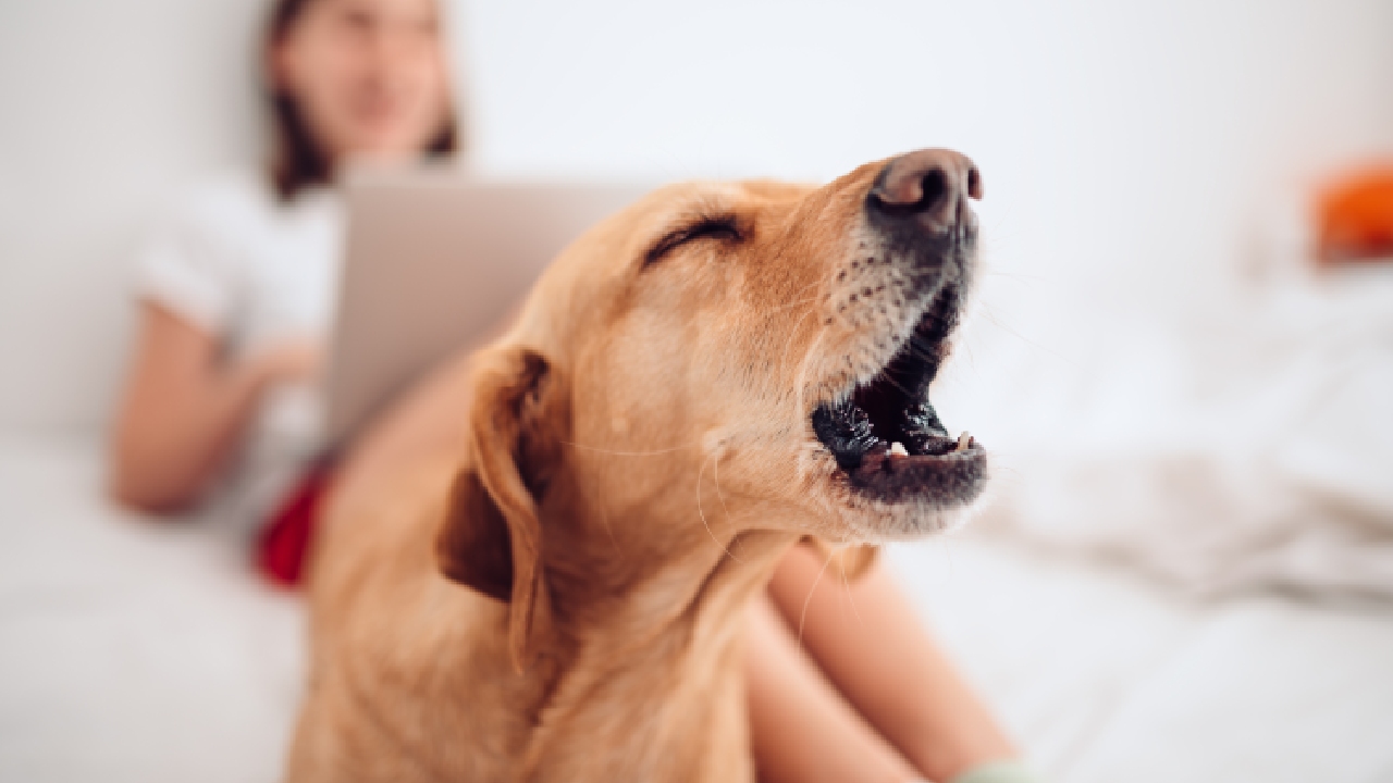 10 noises your dog makes – and what they mean