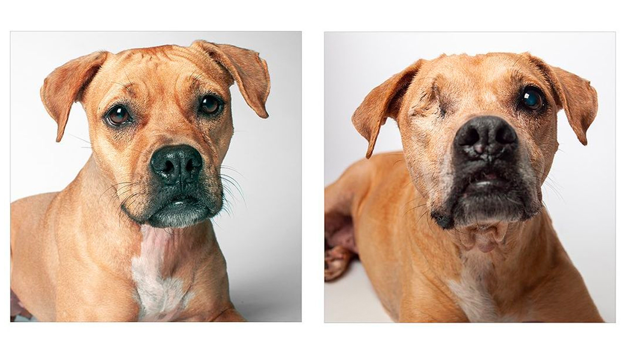 These senior dogs are paws-itively perfect