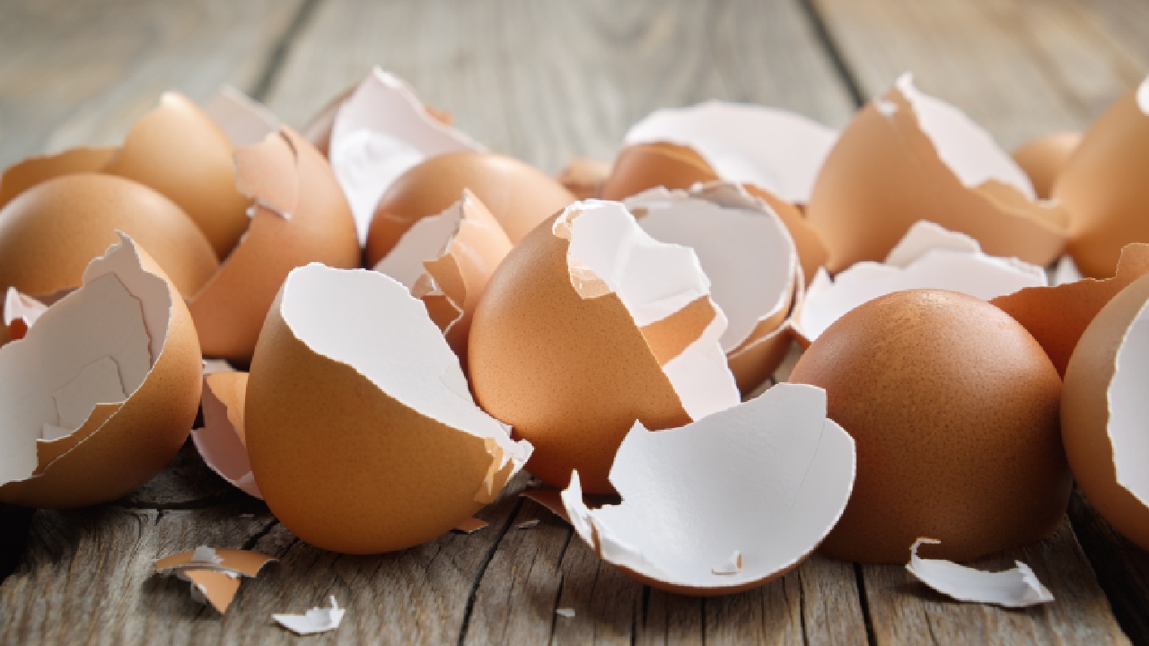 Creative ways to use leftover eggshells 