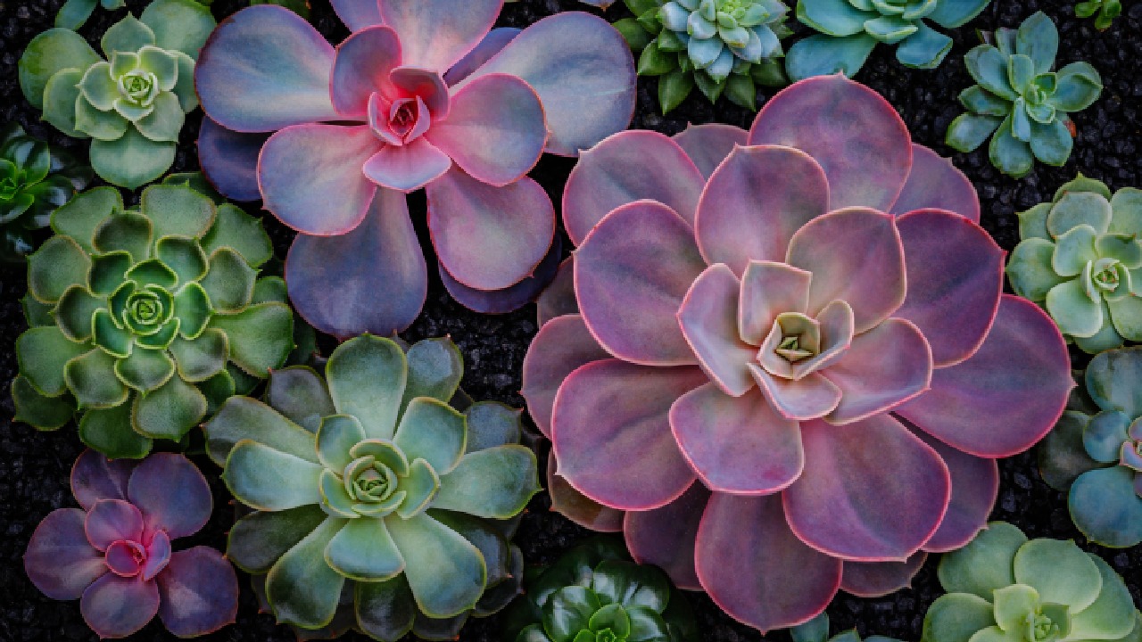 How to have success with succulents