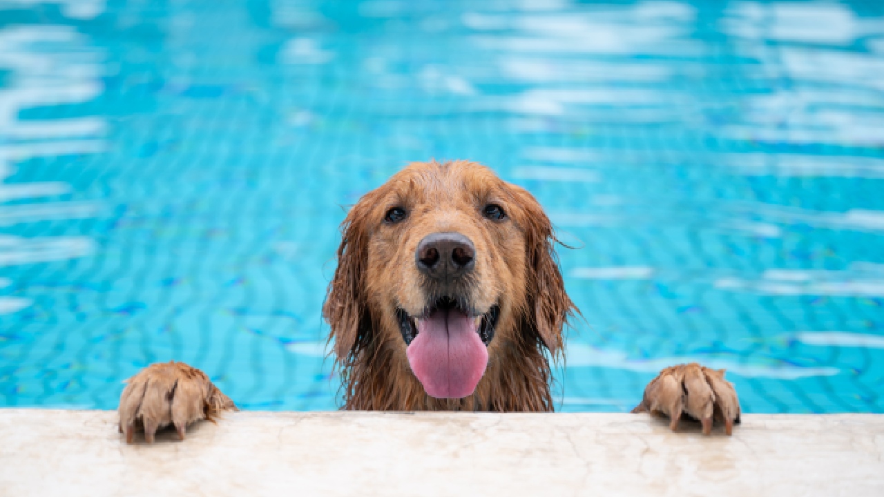 Can all dogs swim? What to know before taking your pup for a dip